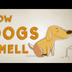 How Dogs "See" The World Using Their Powerful Sense Of Smell